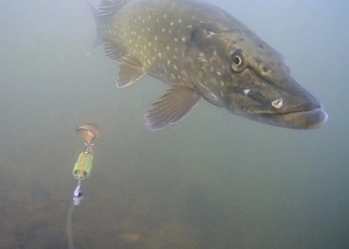 Waterwolf Underwater Fishing Camera 2.0 1080k (11 Reviews) - Afbeelding 2